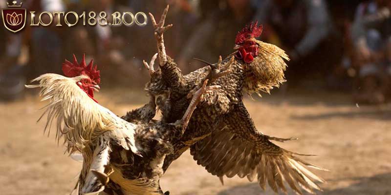 Coi màu mạng ngày đá gà là gì? Coi màu mạng ngày đá gà là gì?