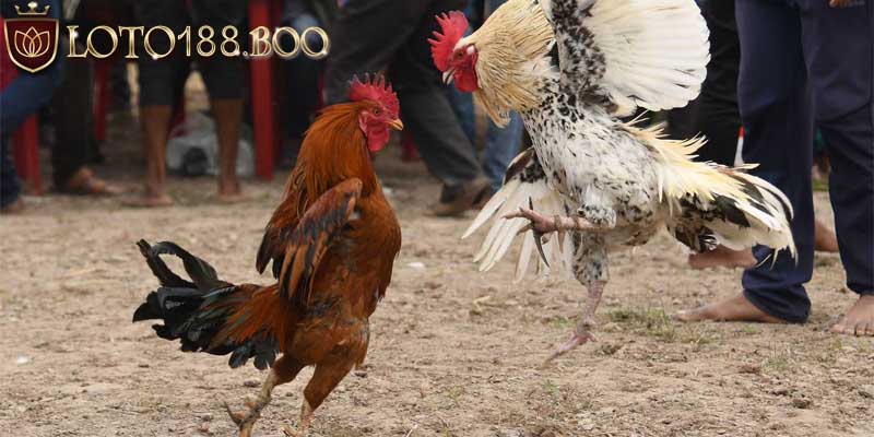 Coi màu mạng gà đá mệnh kim Coi màu mạng gà đá mệnh kim