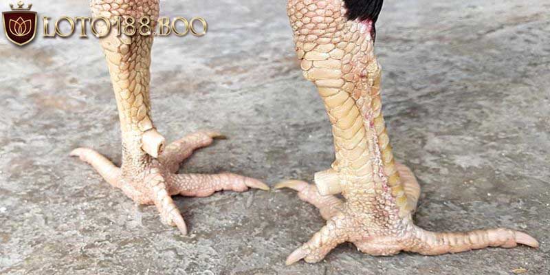 Đôi nét về loại vảy liên giáp Đôi nét về loại vảy liên giáp