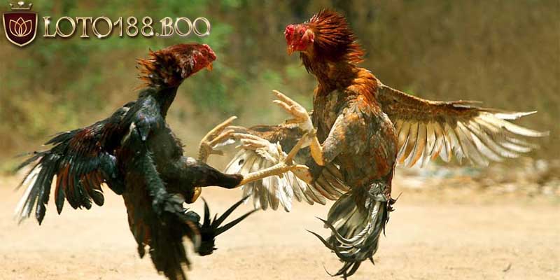 Khả năng tấn công của gà chọi như thế nào? Khả năng tấn công của gà chọi như thế nào?
