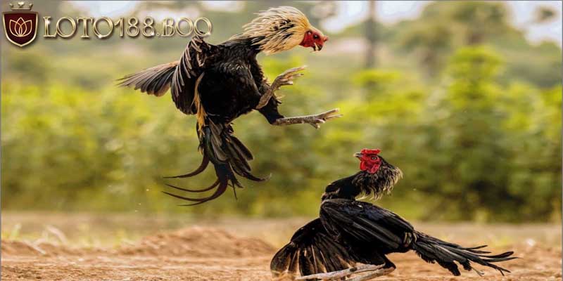 Gà chọi là gà gì? Nguồn gốc của giống gà Gà chọi là gà gì? Nguồn gốc của giống gà