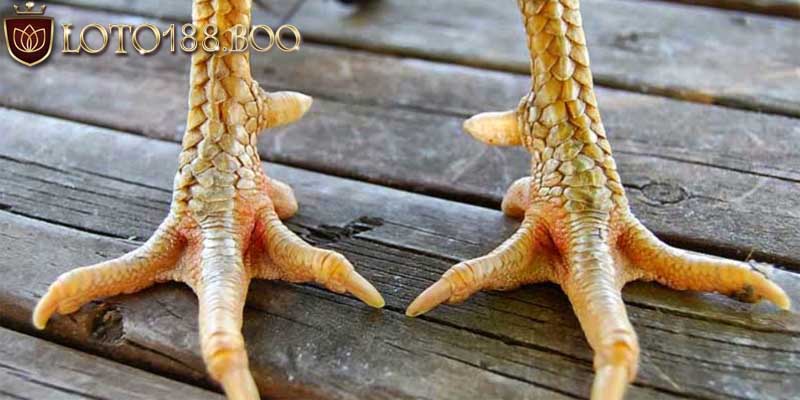 Vị trí vảy vấn cán hoành khai xuất hiện được cho là tốt Vị trí vảy vấn cán hoành khai xuất hiện được cho là tốt